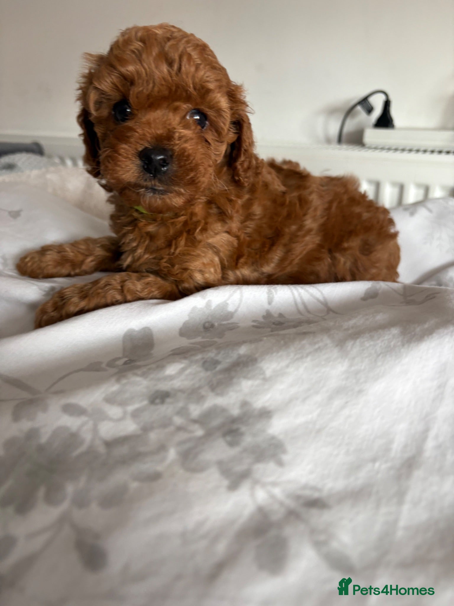 Cockapoo dogs Beautiful Cockapoo puppies, both parents DNAtested - Advert 7