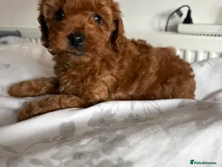 Cockapoo dogs Beautiful Cockapoo puppies, both parents DNAtested - Advert 7