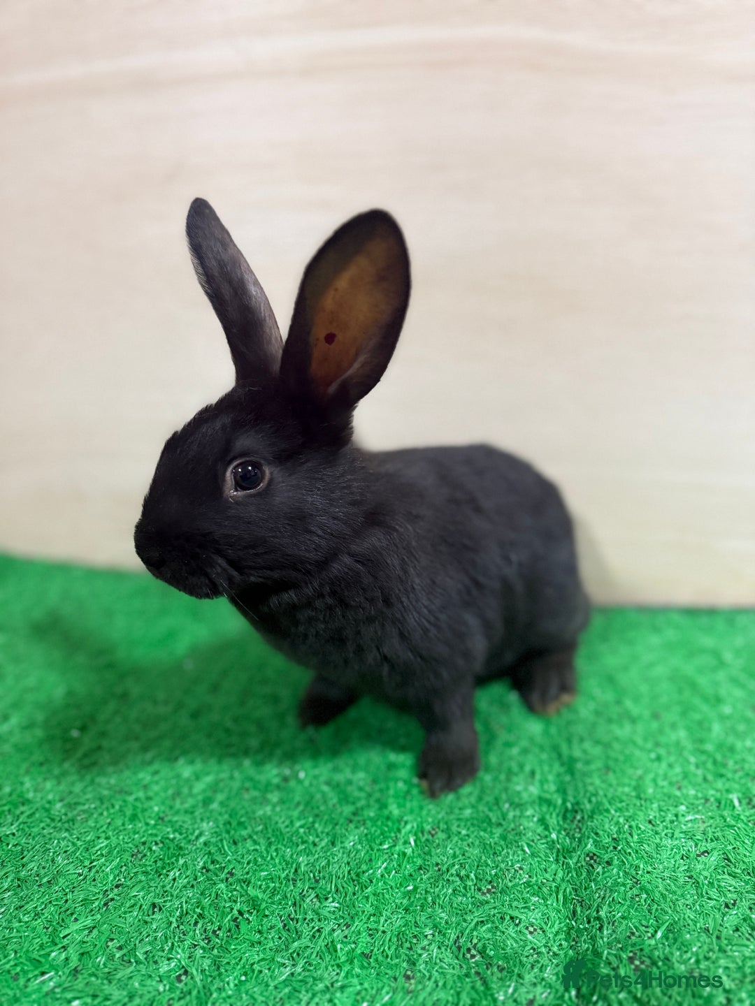 New Zealand rabbits for sale: New Zealand Kits Ready To Leave. Bucks and Does - Advert 1