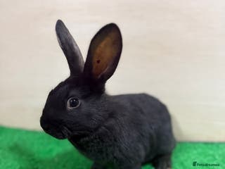 New Zealand rabbits New Zealand Kits Ready To Leave. Bucks and Does - Advert 9