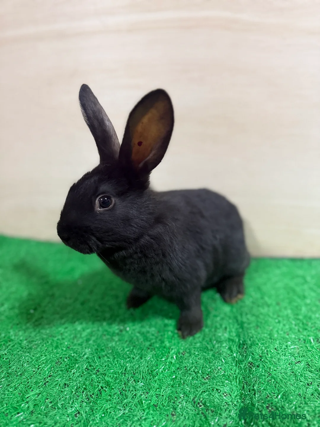 New Zealand rabbits for sale: New Zealand Kits Ready To Leave. Bucks and Does - Advert 1