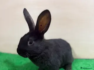 New Zealand rabbits New Zealand Kits Ready To Leave. Bucks and Does - Advert 18