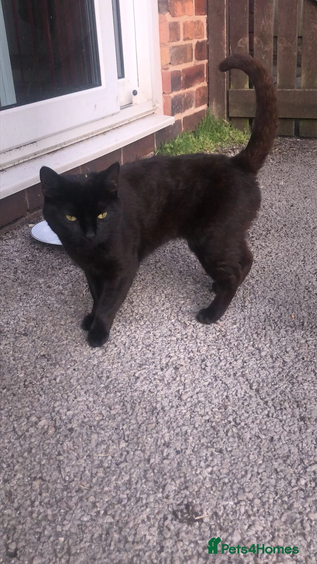 Mixed Breed cats for sale: 1 female kitten available now  - Advert 2