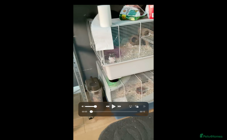 Hamster rodents - Advert 2