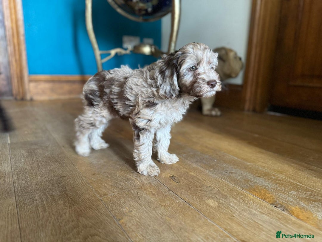 Cockapoo dogs for sale: Therapy Line F1b health tested cockapoo - Image 7