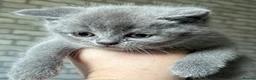 British Shorthair cats for sale: British shorthair / Russian blue  - Advert 3