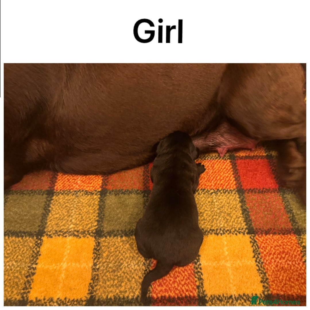 Labrador Retriever dogs for sale: Beautiful KC pups, health tested & superb lineage - Advert 5