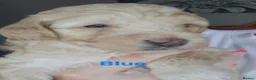 Cockapoo dogs for sale: Gorgeous Cockapoo babies in Motherwell - Advert 9