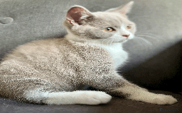 British Shorthair cats for sale: Male Lilac and white bicolour BSH  GCCF reg - Image 3