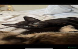 British Shorthair cats for sale: 2 beautiful kittens for sale  - Image 4