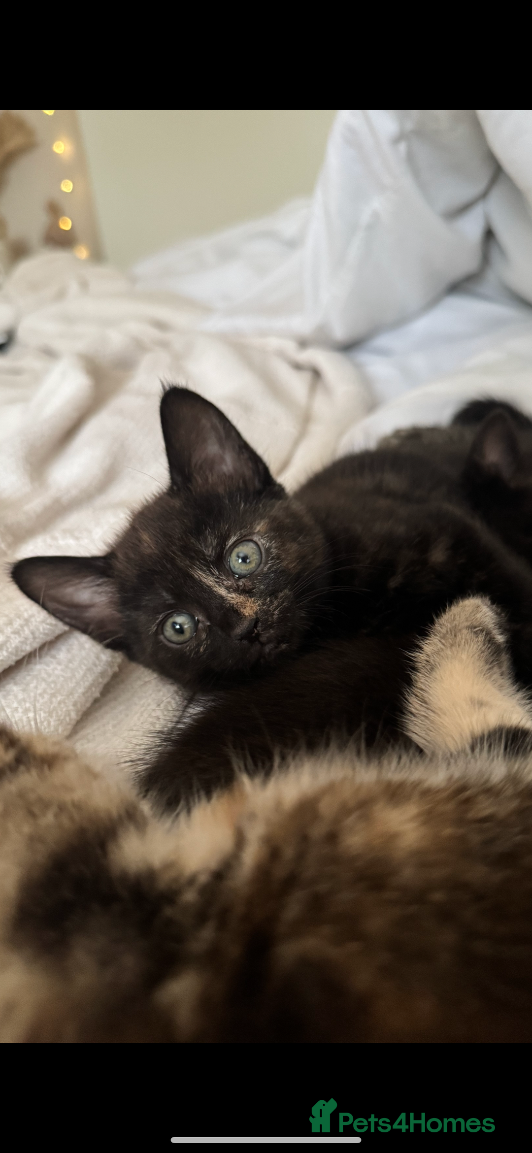 British Shorthair cats for sale: 2 beautiful kittens for sale  - Image 4