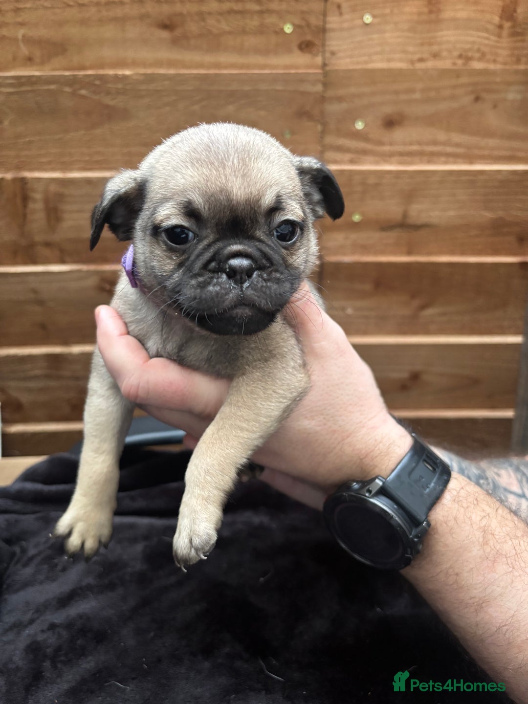 Pug dogs for sale: Beautiful Pug Puppies - Advert 23