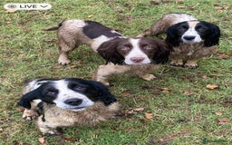 Sprocker dogs for stud: Working Liver and White Sprocker - Image 6