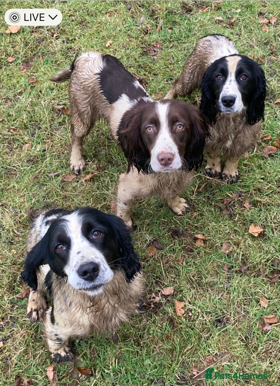 Sprocker dogs for stud: Working Liver and White Sprocker - Image 6