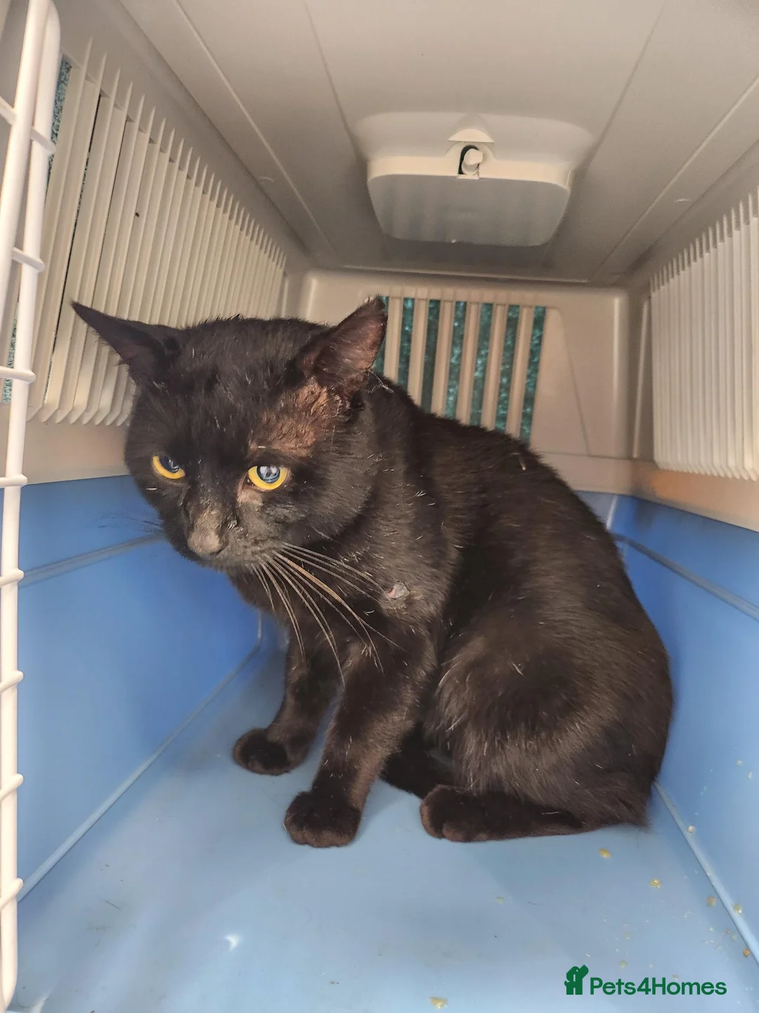 Domestic Shorthair cats for adoption: Handsome boy looking for patient forever home - Advert 3