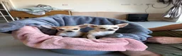 Chihuahua dogs for sale: 4 smooth coat apple head Chihuahua puppies - Advert 5