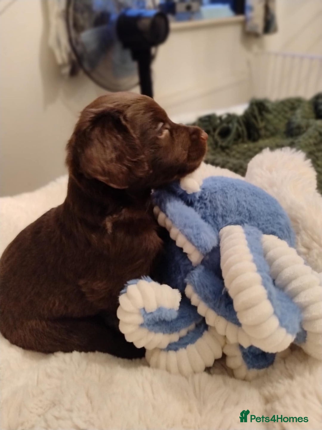 Mixed Breed dogs for sale: Very rare Black Cockerpoo and Chocolate puppies - Image 1