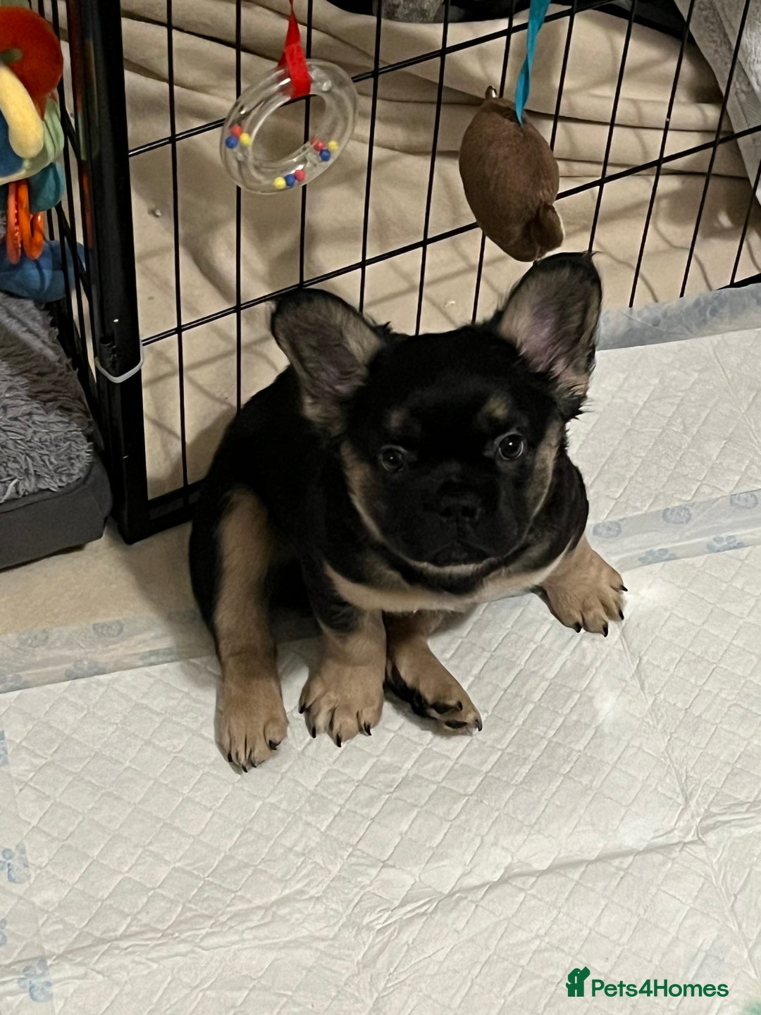 French Bulldog dogs for sale: Ickle fluffy puddings  - Advert 5