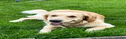 Golden Retriever dogs for sale: KC Reg Golden Retriever pups-ready mid August 2026 in Mirfield - Advert 2
