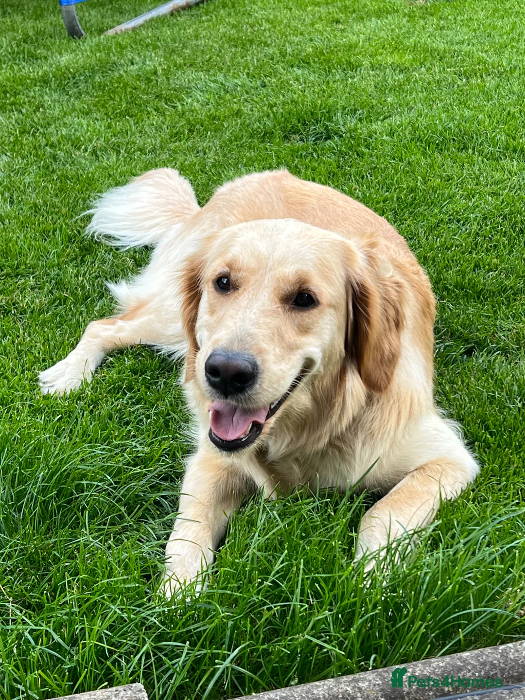 Golden Retriever dogs for sale: KC Reg Golden Retriever pups-ready mid August 2026 in Mirfield - Advert 2