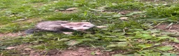 Ferret rodents for sale: 8 week old hobs  in Pwllheli - Advert 1