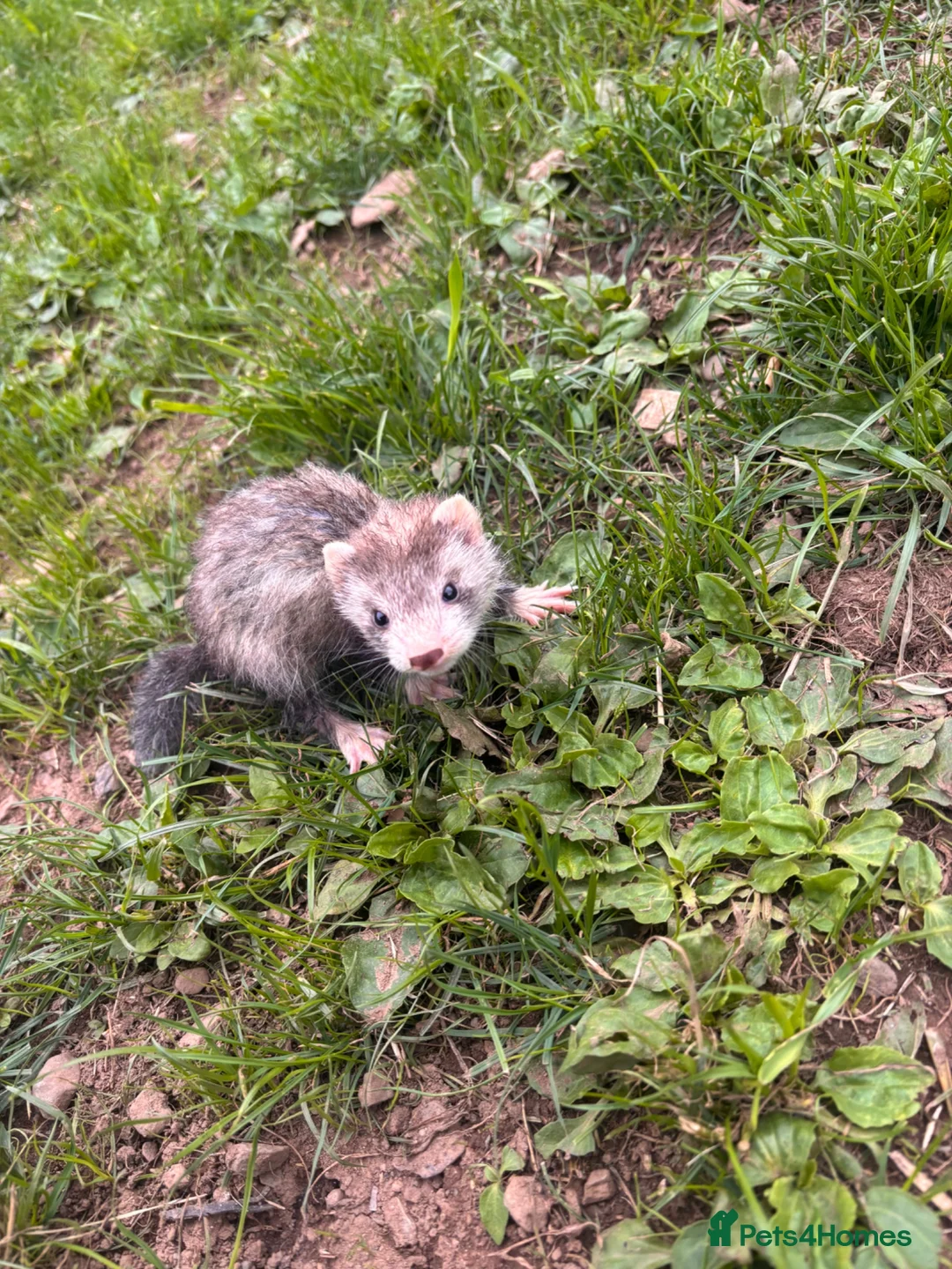 Ferret rodents for sale: 8 week old hobs  in Pwllheli - Advert 1