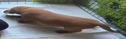 Labrador Retriever dogs for sale: Red Fox Labradors - Advert 19