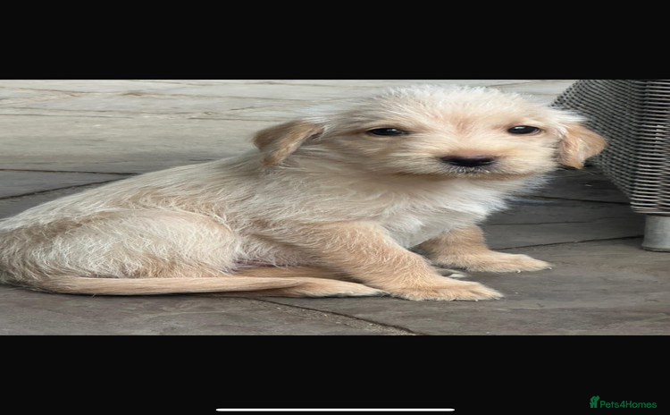 Mixed Breed dogs - Advert 10