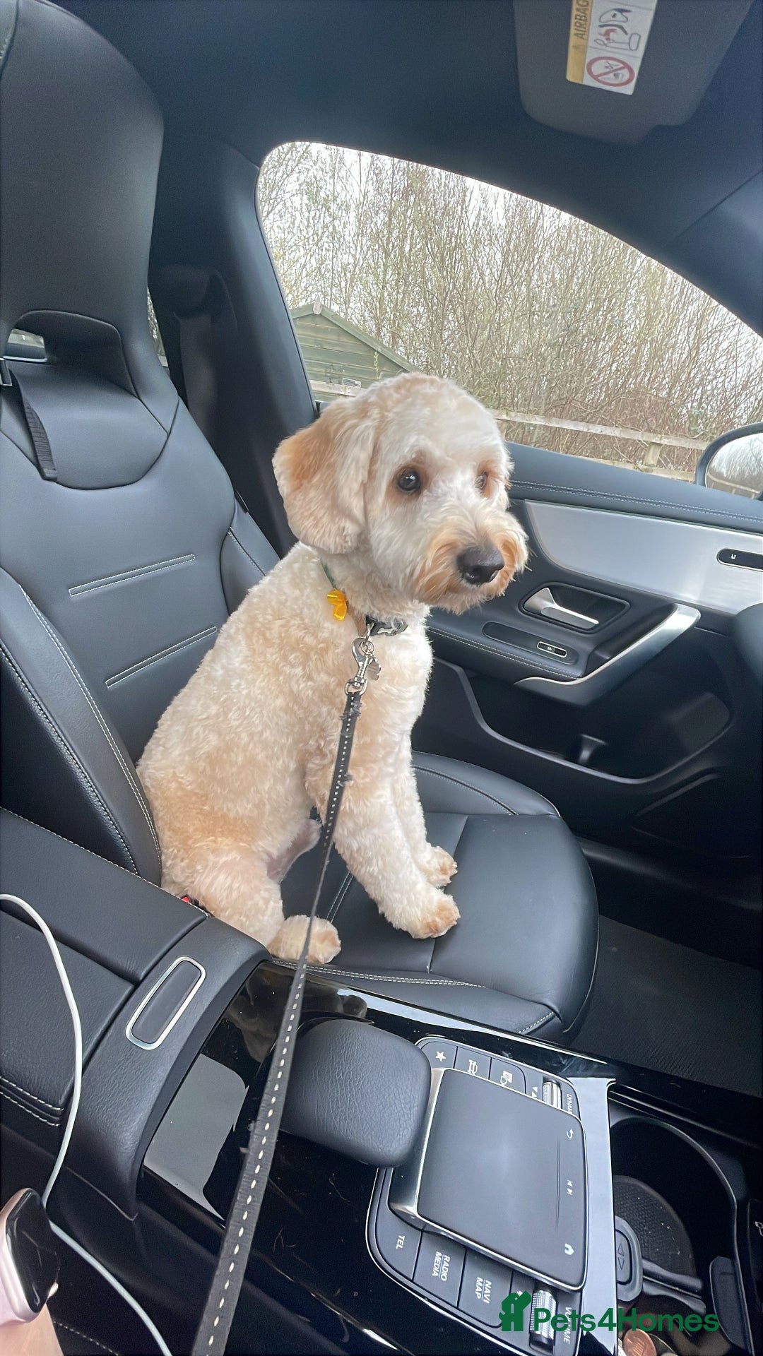 Cavapoo dogs for stud: Loving and gentle Cavapoo for stud - Image 3