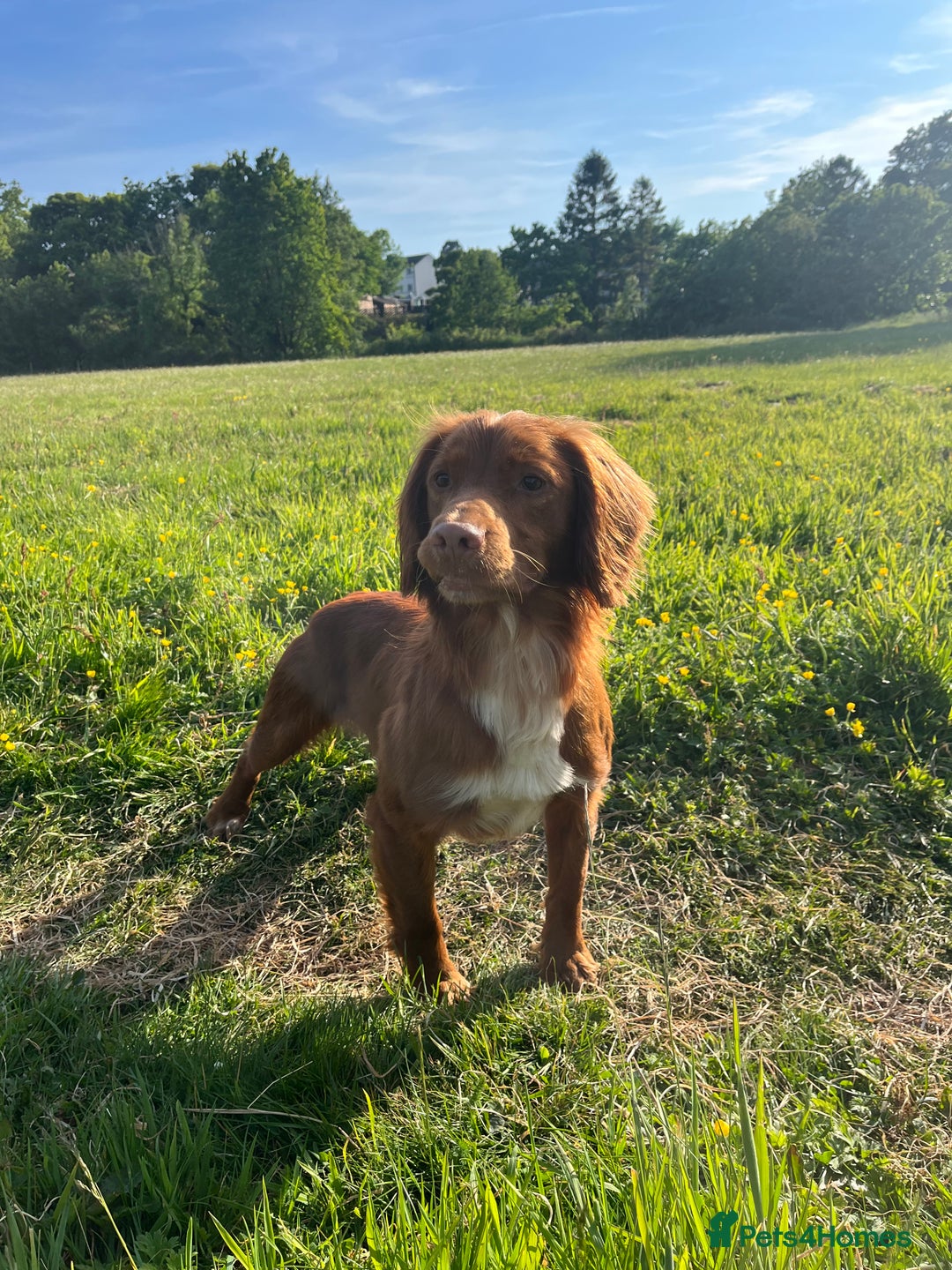 Cocker Spaniel dogs for sale: KC Reg Fox Red Working Cocker Spaniel Male  - Image 8