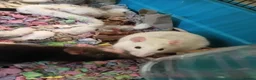 Rat rodents for sale: Rehoming for two 9-10month male rats! - Advert 4