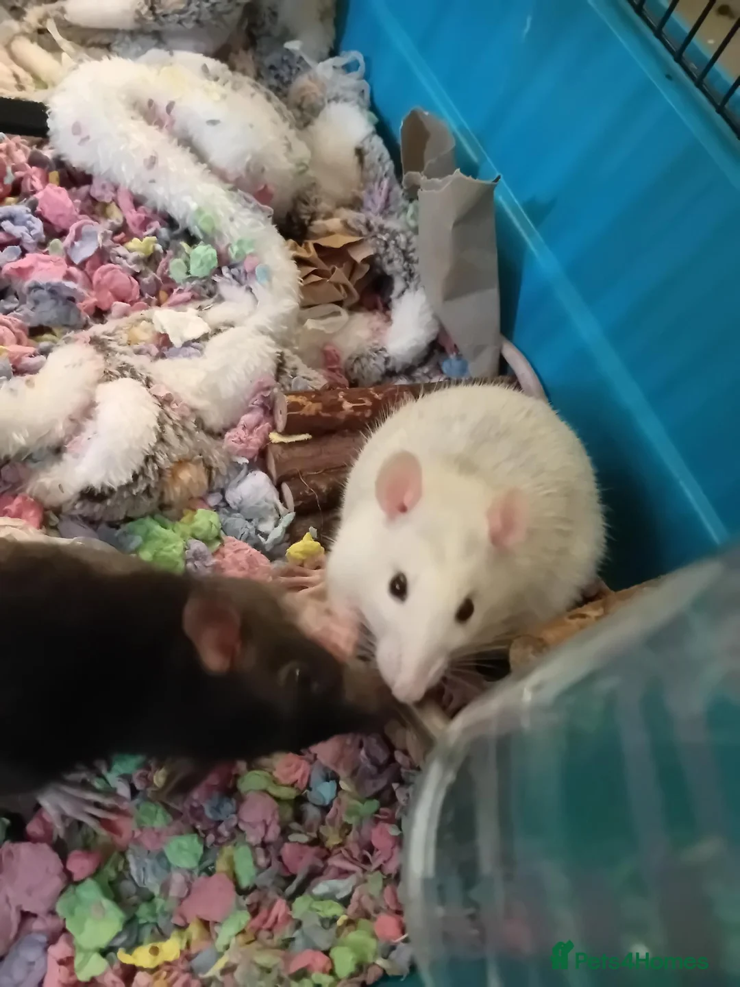 Rat rodents for sale: Rehoming for two 9-10month male rats! - Advert 4