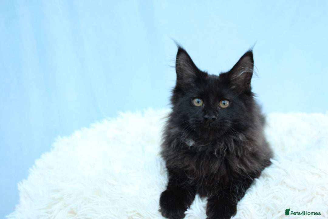 Maine Coon cats for sale: 🔥Last Maine Coon kitten available 🔥 - Image 9
