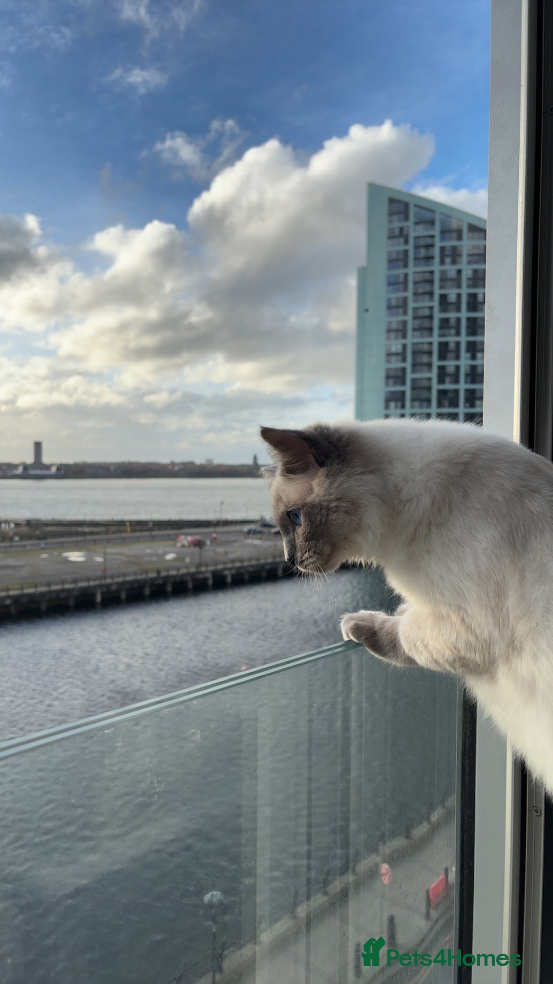 Ragdoll cats for stud: Mr.blue - Image 2