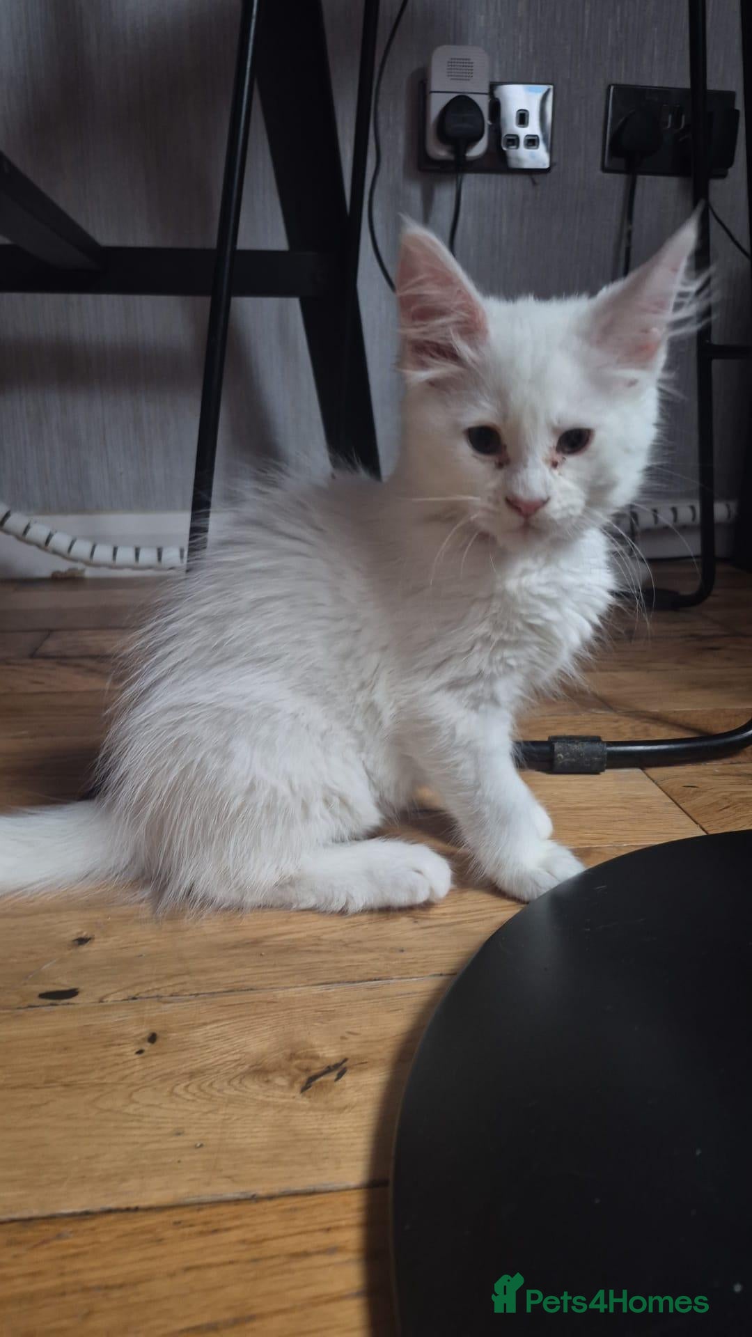 Maine Coon cats Beautiful white Maine coon kittens  - Advert 2