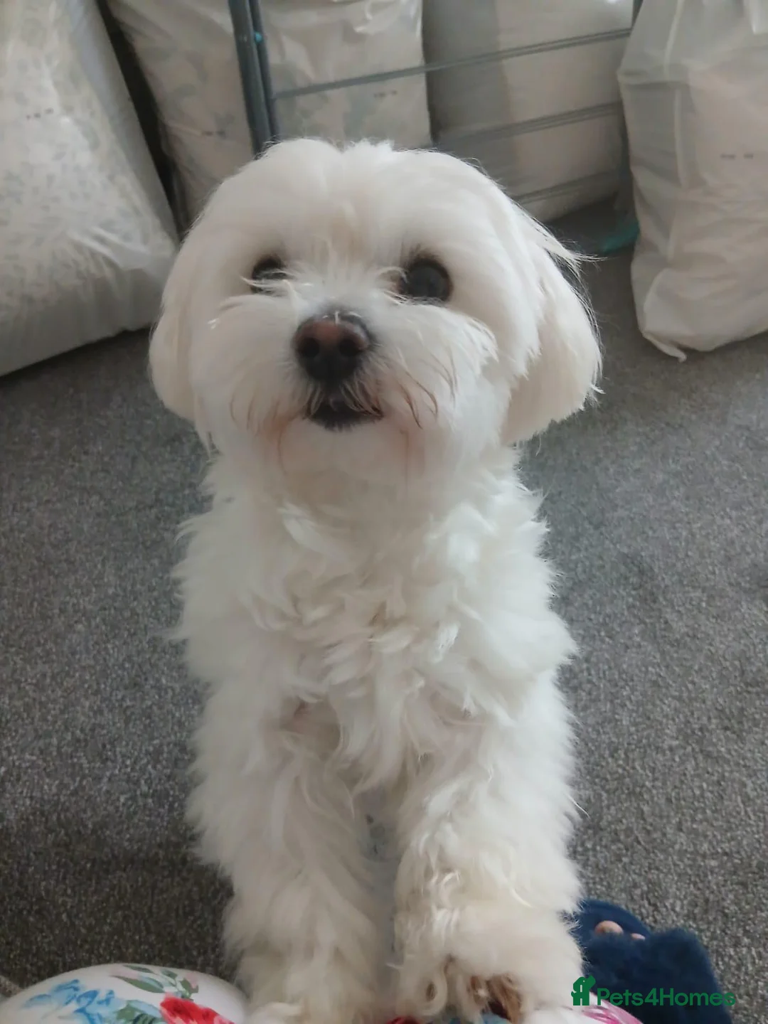 Maltese dogs for sale: Lovely KC reg Maltese male 2 years old  in Southport - Advert 6