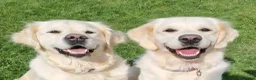 Golden Retriever dogs for sale: Stunning Cream KC registered Golden Retrievers  - Advert 5
