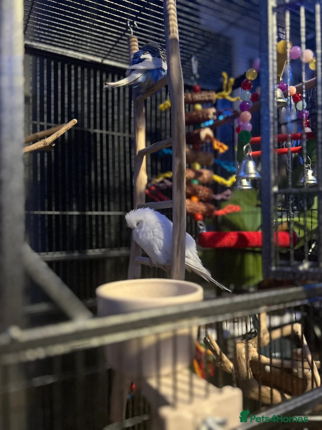 Budgerigars birds for sale: 2 budgies for sale in Newton Abbot - Advert 4