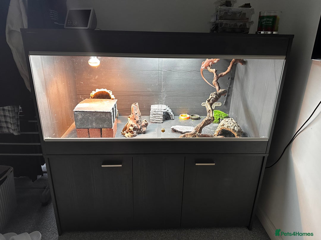 Bearded Dragon reptiles for sale: WOLFGANG x Humbug  - Advert 10