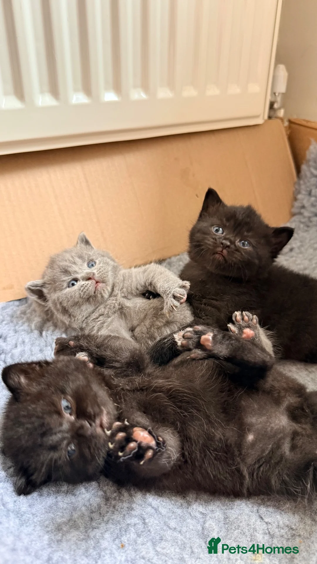 British Shorthair cats for sale: British shorthair Kittens - Advert 12