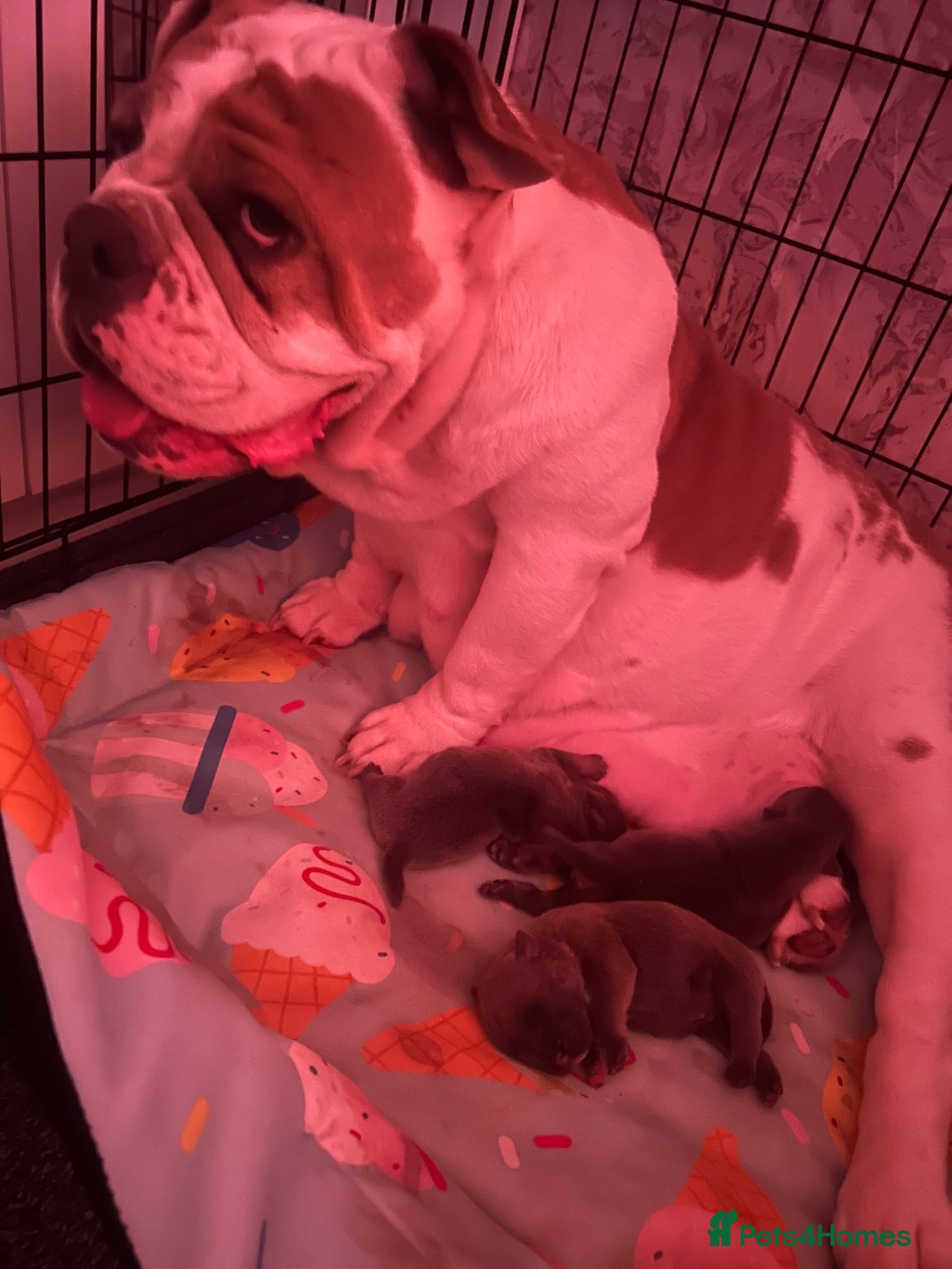 Olde English Bulldogge dogs Big chunky rope puppy’s 🎀 - Advert 1