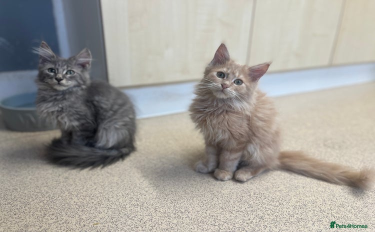 Maine Coon cats - Advert 1