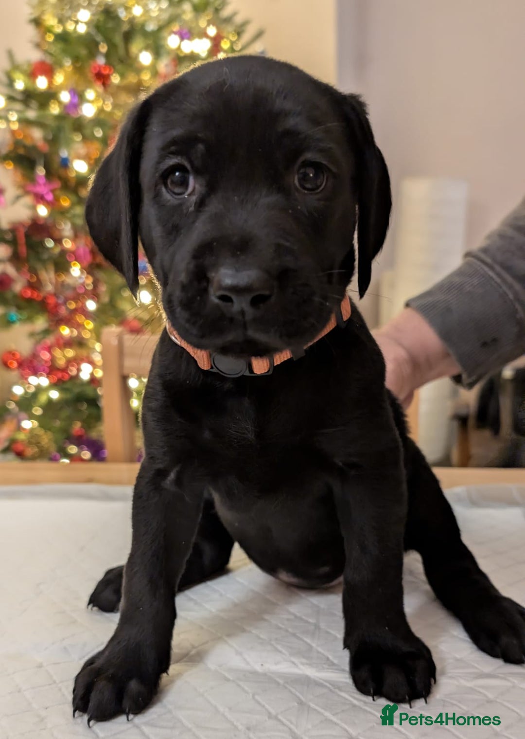 Labrador Retriever dogs for sale: Black KC Registered Labrador Puppies - Advert 3