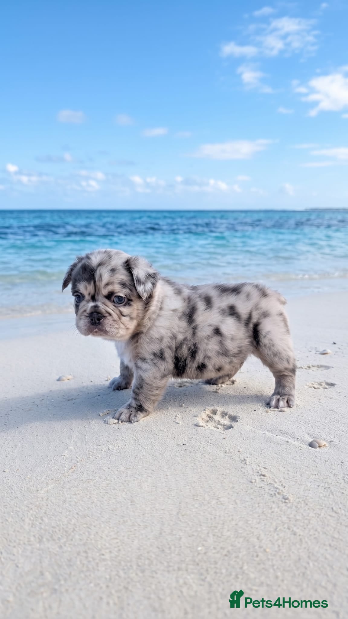 French Bulldog dogs Fluffy French Bulldogs - Advert 1