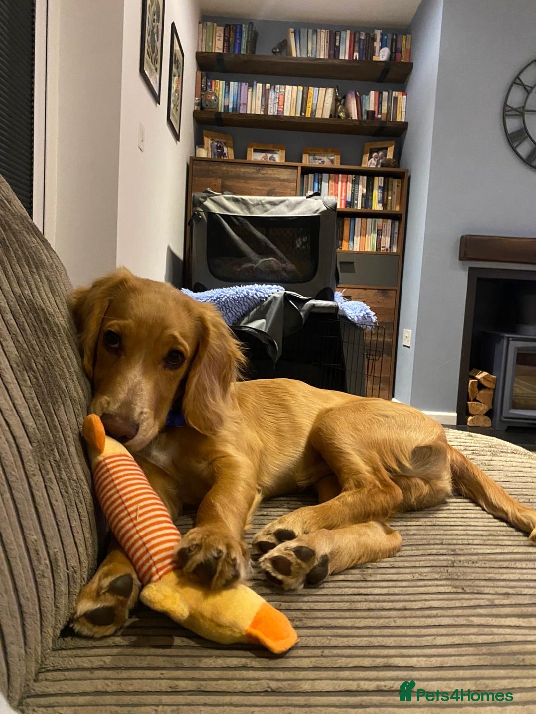 Cocker Spaniel dogs for sale: Male Working Cocker Spaniel - Advert 6