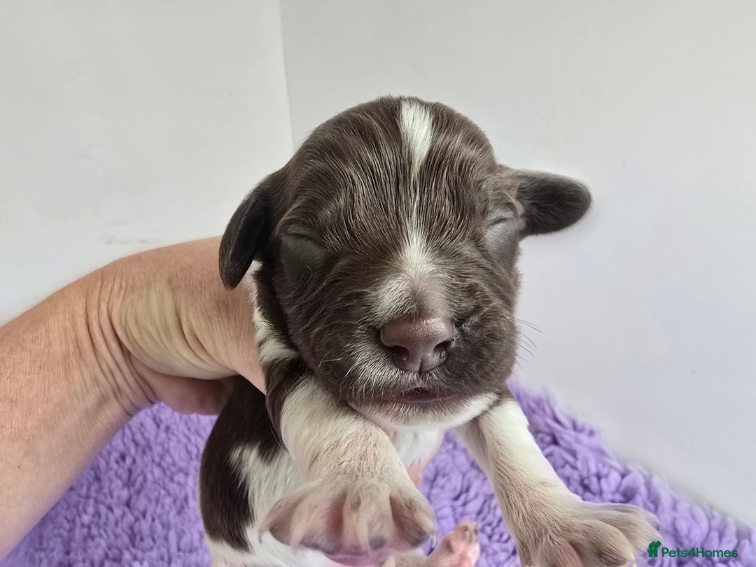 English Springer Spaniel dogs for sale: KC clear DNA vax vetted Springer Pups - Image 11
