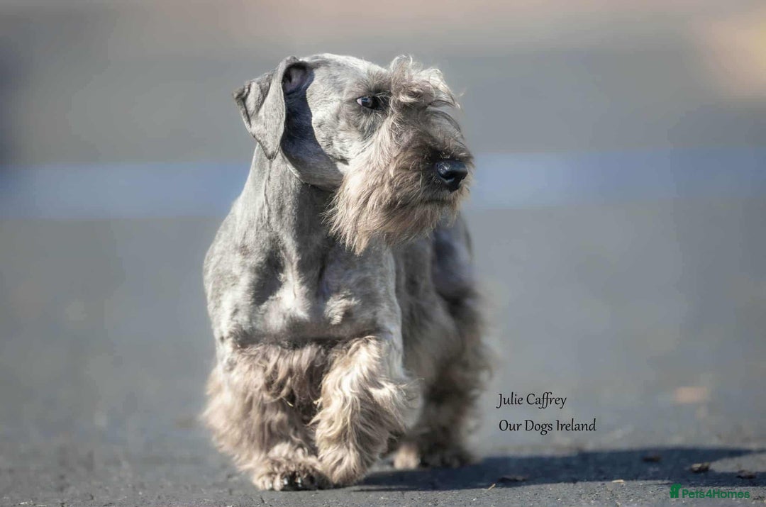 Cesky Terrier dogs for sale: CESKY TERRIER PUPPIES. advance notice - Advert 2