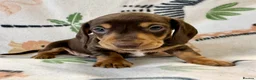 Miniature Dachshund dogs for sale: 🐾 Kc Reg Smooth Haired Miniature Dachshunds 🐾  - Advert 12