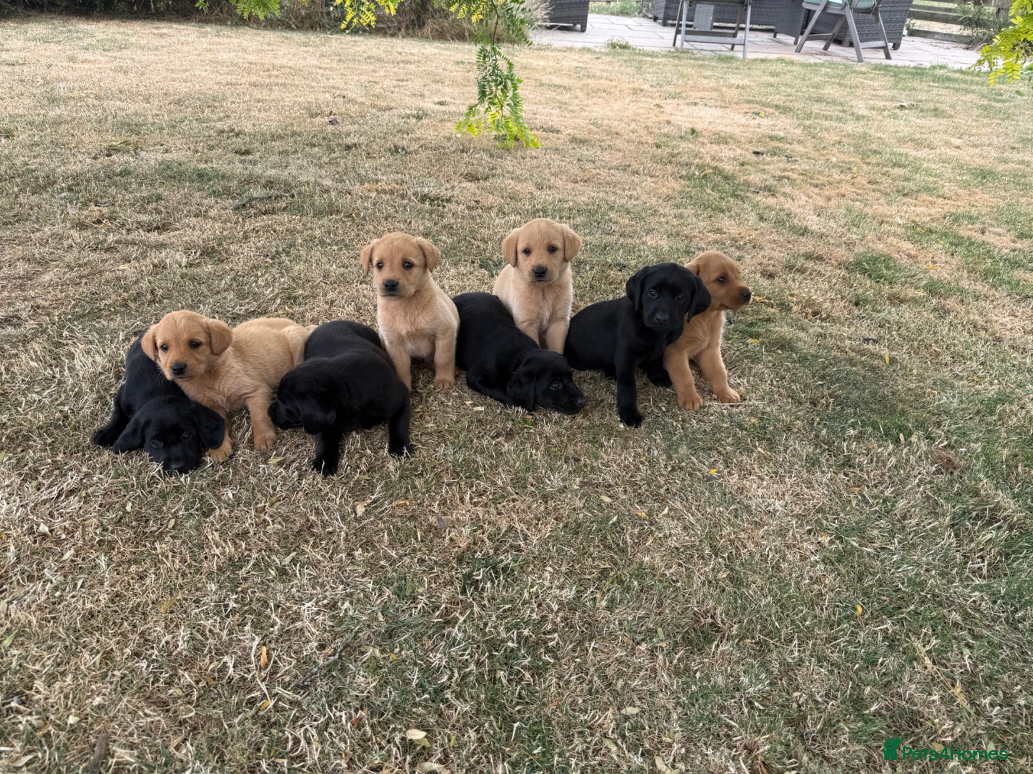 Labrador Retriever dogs 🖤🧡Fantastic Chucky KC Lab Puppies - Advert 2