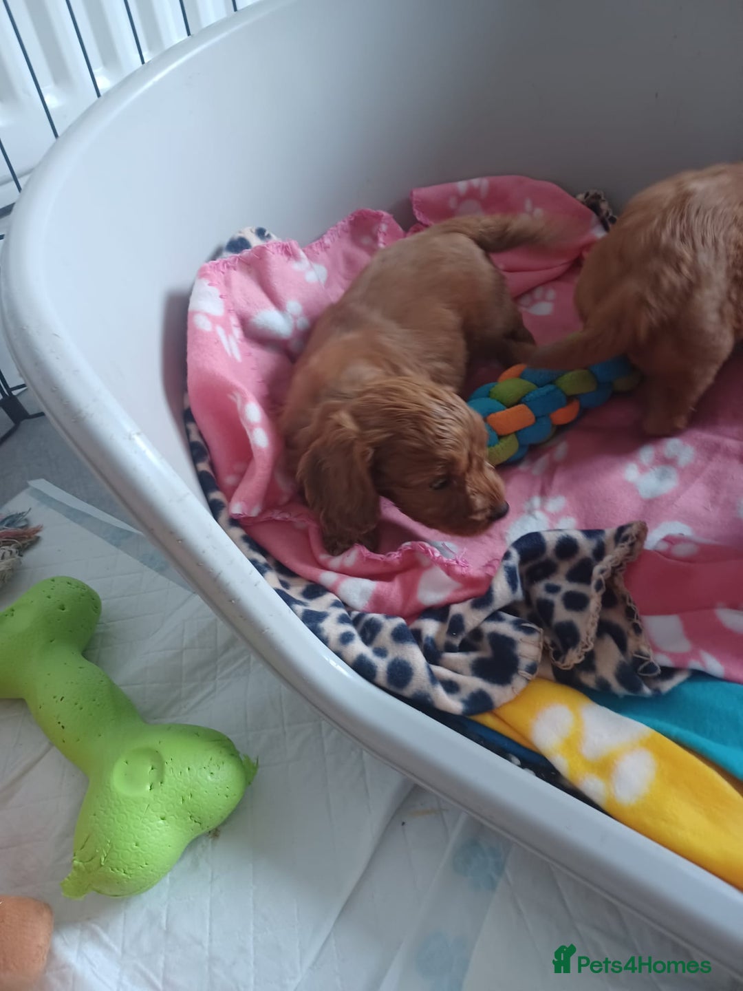 Cockapoo dogs for sale: F1 cockapoo puppies - Image 9